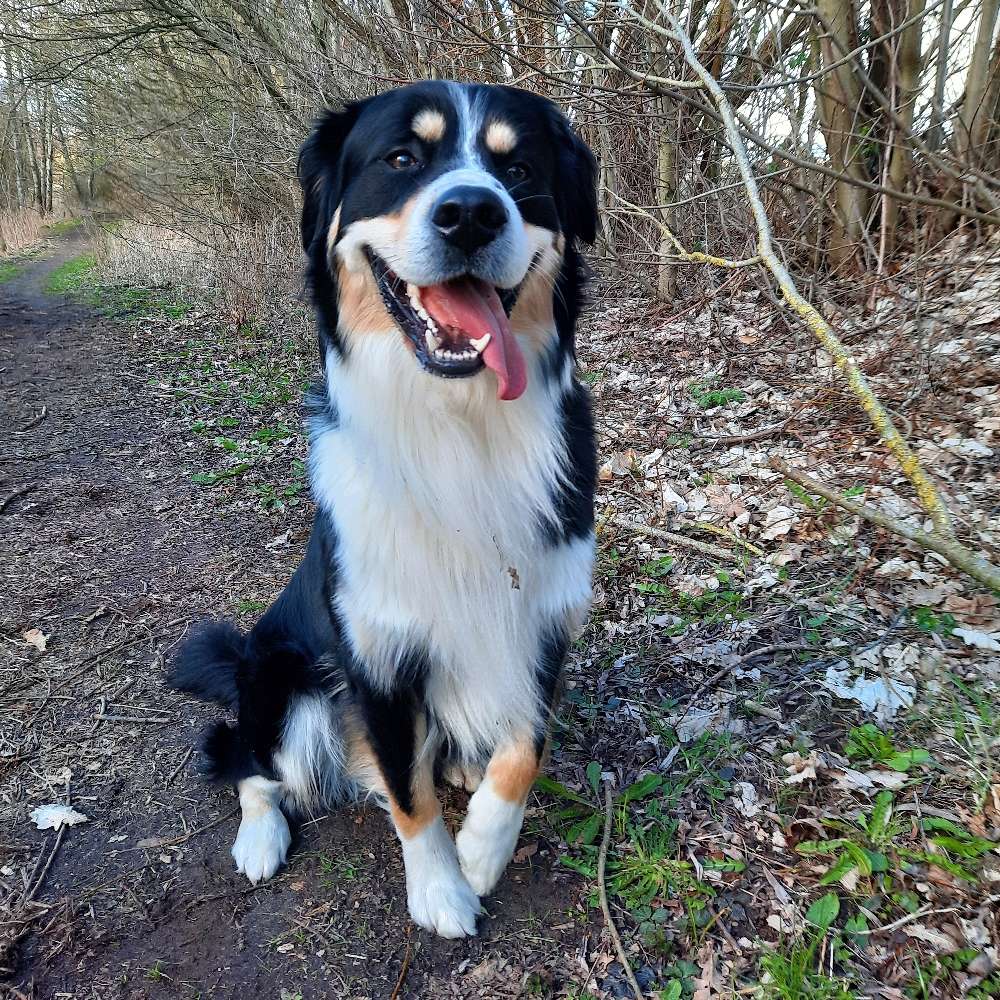 Hundetreffen-Spielgefährten für unseren Berner Sennenhund  Mischling gesucht-Profilbild