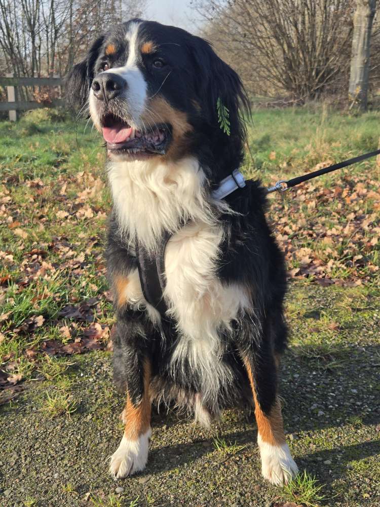 Hundetreffen-Playdate-Profilbild