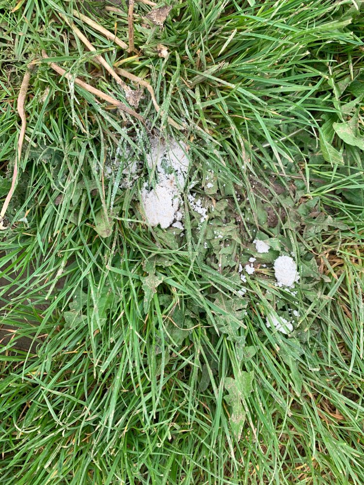 Giftköder-Weißes Pulver-Profilbild