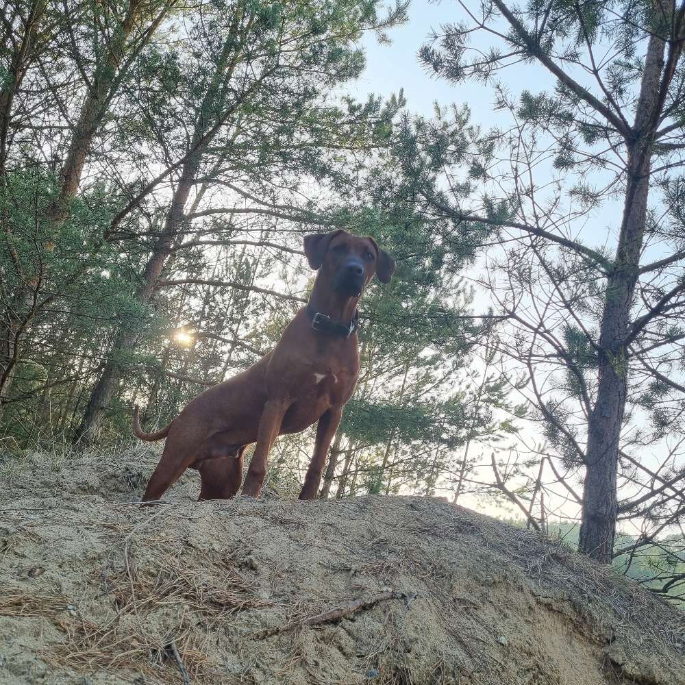 Hundetreffen-Junghund sucht Spielkumpels-Profilbild