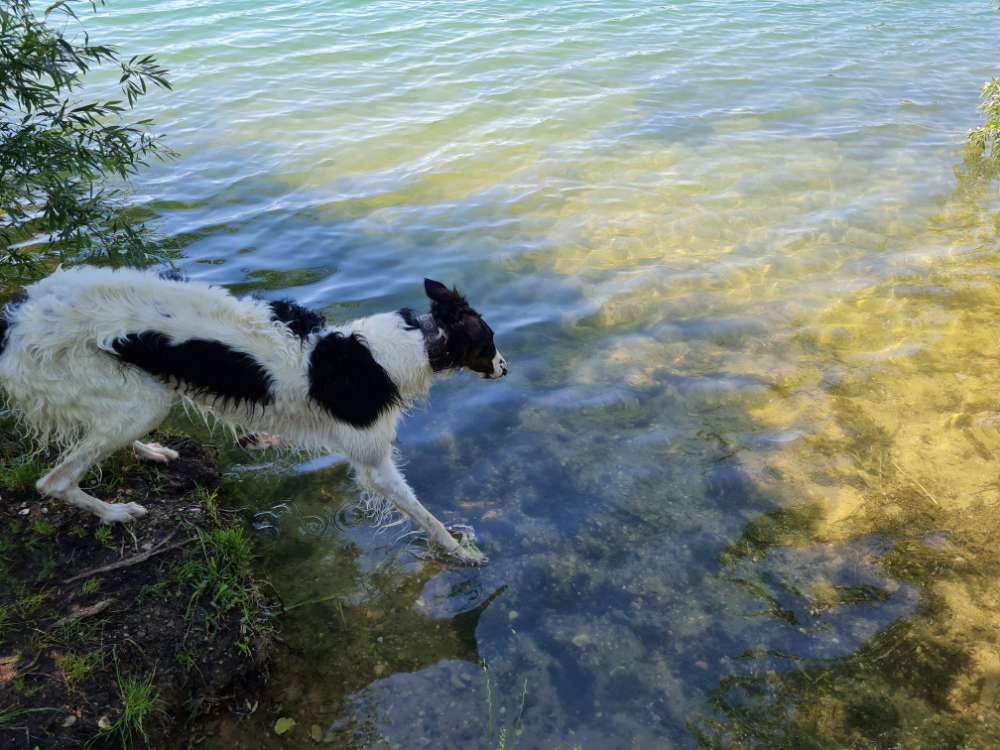 Hundetreffen-Gemeinses toben und die Umgebung erkunden , rund um Regensburg-Profilbild