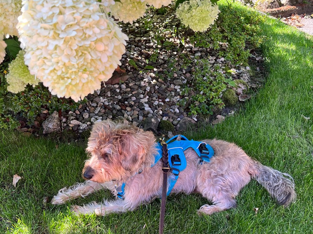 Hundetreffen-Suche Begleitung für Spaziergänge-Profilbild