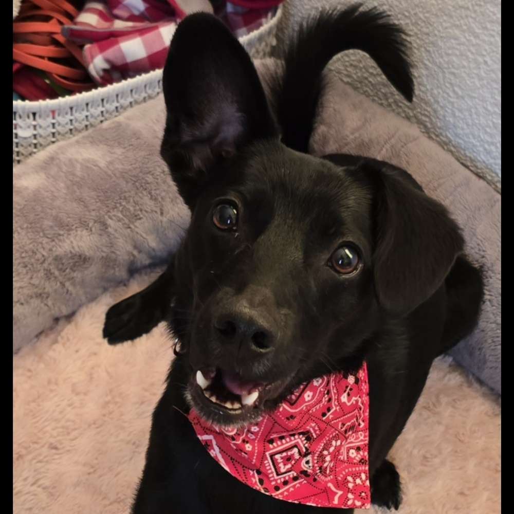 Hundetreffen-Spiel und Gassitreffen-Profilbild