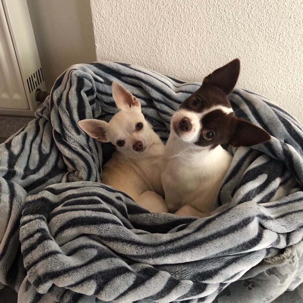 Hundetreffen-Gassi und toben ?! 😀🐶 hast du Lust ?-Profilbild