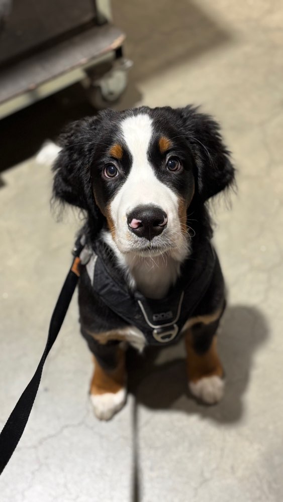 Hundetreffen-Treffen zur Welpensozialisierung gesucht-Profilbild