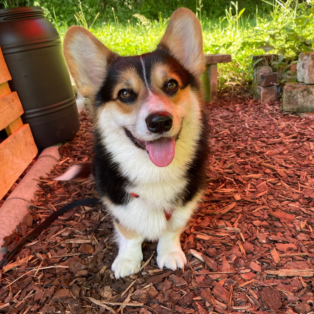 Hundetreffen-Gassi Kumpels gesucht-Profilbild