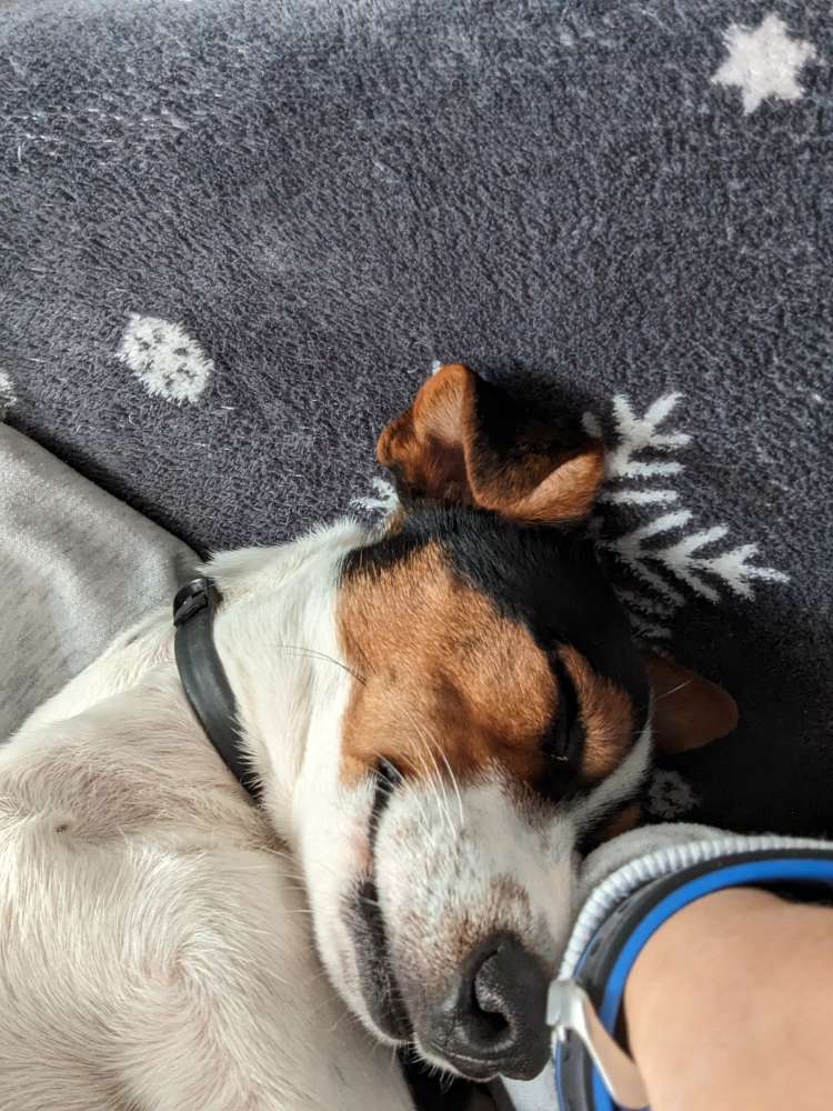 Hundetreffen-Junghundtreffen Marienberg-Profilbild