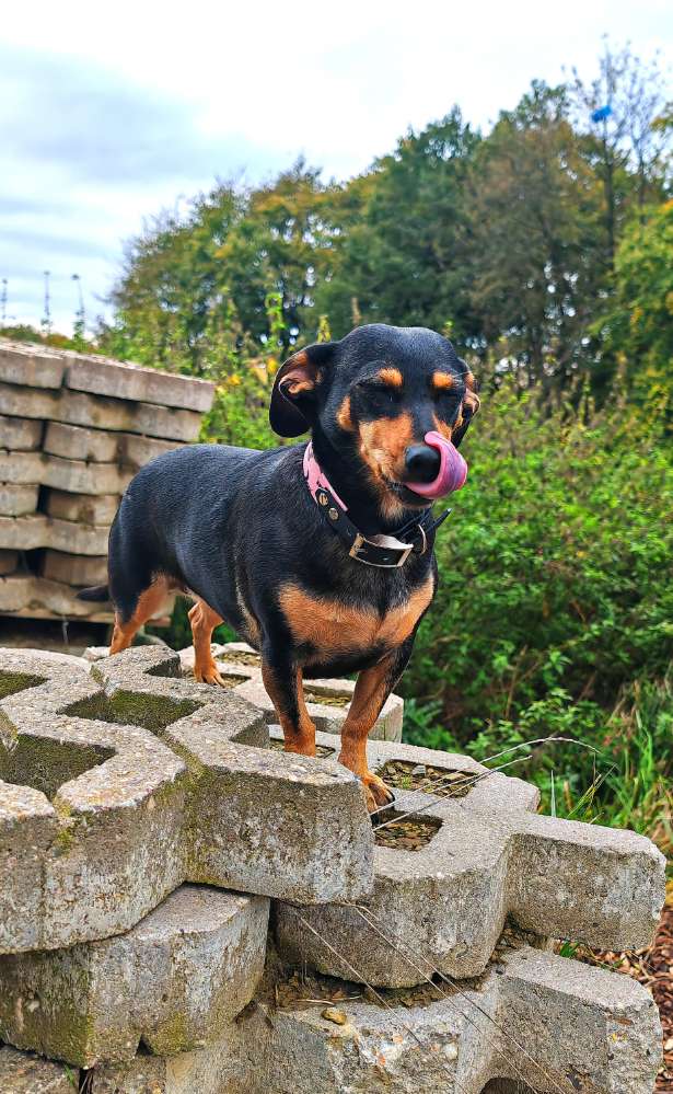 Hundetreffen-Gemeinsame Spaziergänge-Profilbild