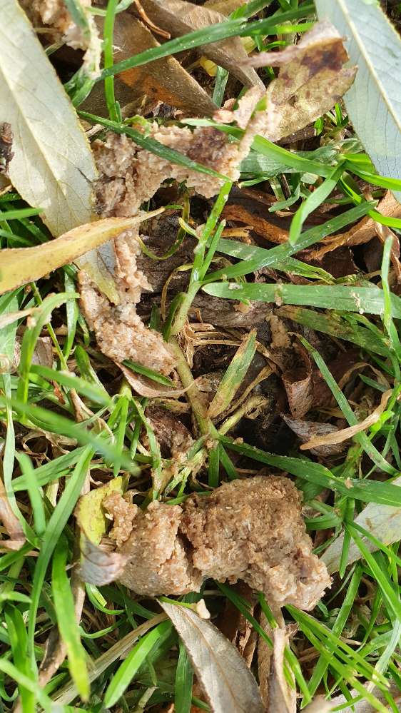 Giftköder-Verdächtiger Fund-Profilbild