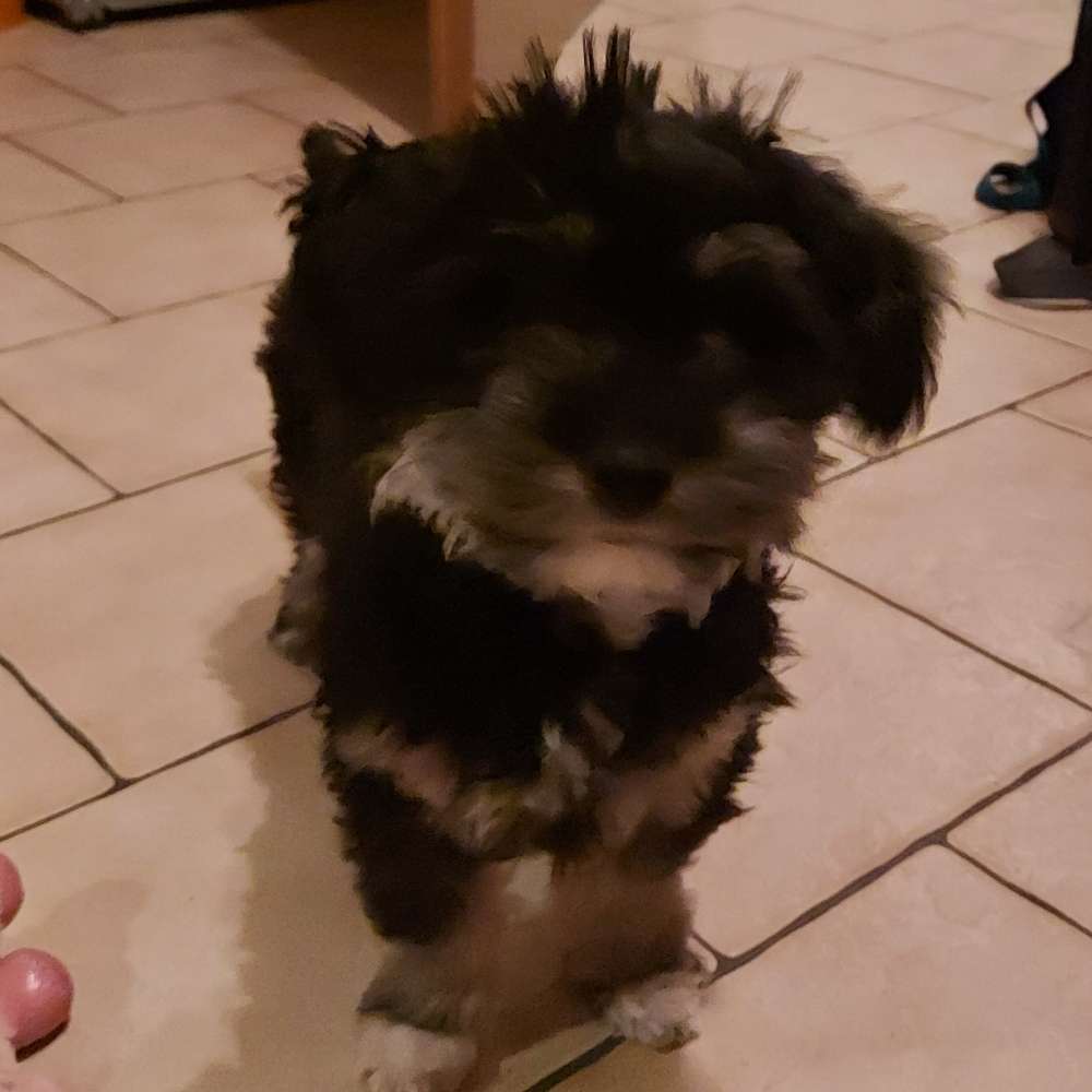 Hundetreffen-Welpentreffen in wittenburg-Profilbild