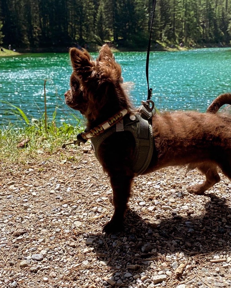 Hundetreffen-Suche kleine nette Gefährten für unseren Gimli-Profilbild