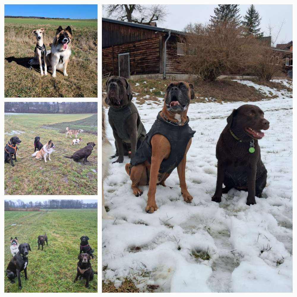 Hundetreffen-Spaziergänge/ Spielrunden/ Wanderungen im Freilauf-Profilbild