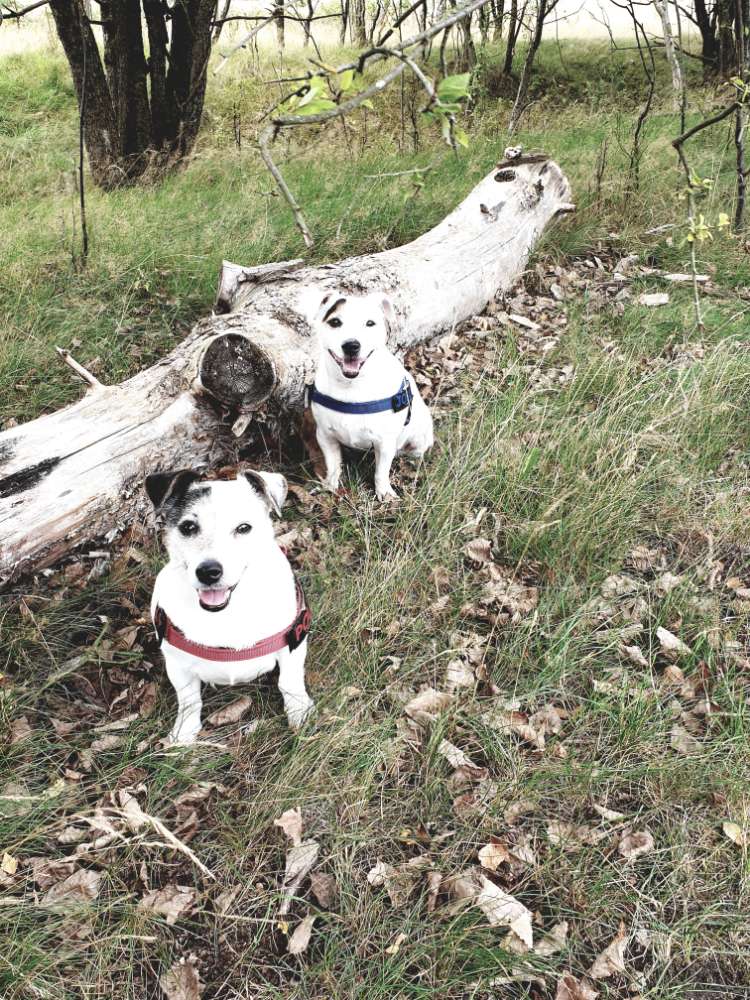 Hundetreffen-Suche Hundekumpel in Schneverdingen-Profilbild