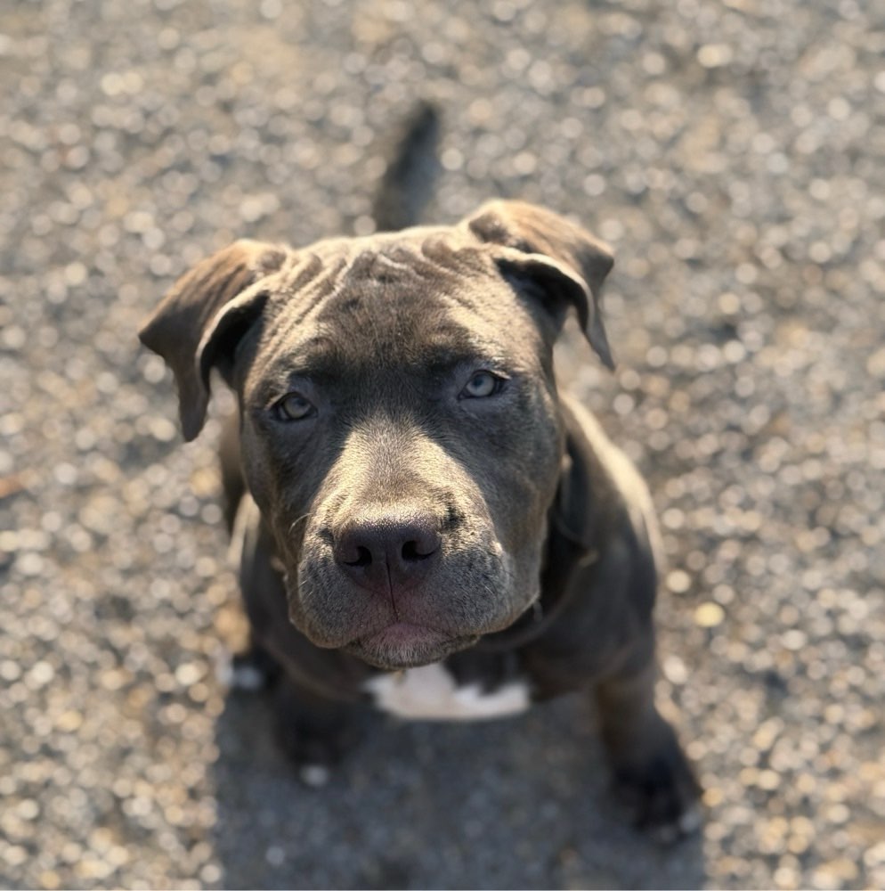 Hundetreffen-Trainieren/Spazieren & Spielen-Profilbild