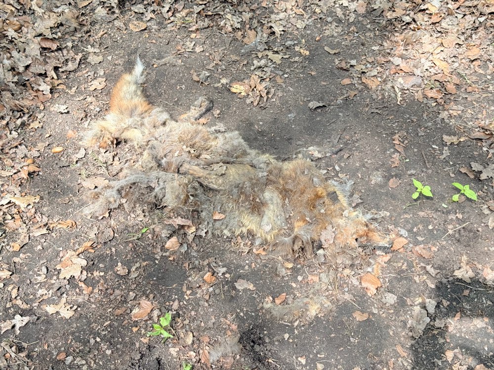 Giftköder-Toter Fuchs-Profilbild