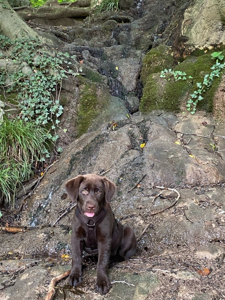 Hundetreffen-Welpen Spielrunde-Profilbild