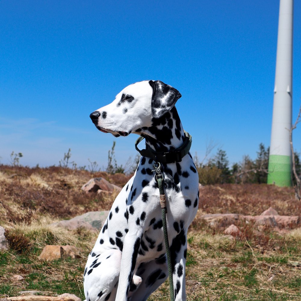 Hundetreffen-Gassi training-Profilbild