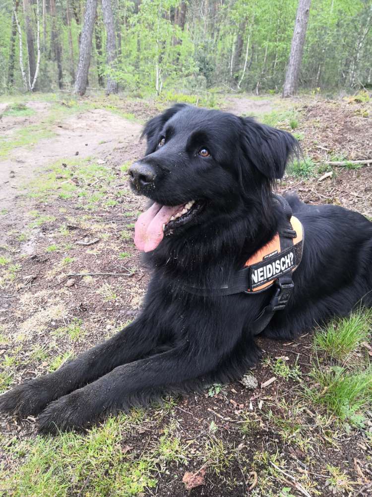Hundetreffen-Spazieren gehen und spielen-Profilbild