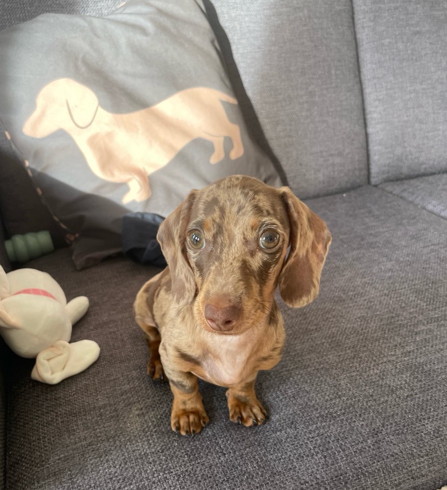 Hundetreffen-Gassirunde München Ost-Profilbild