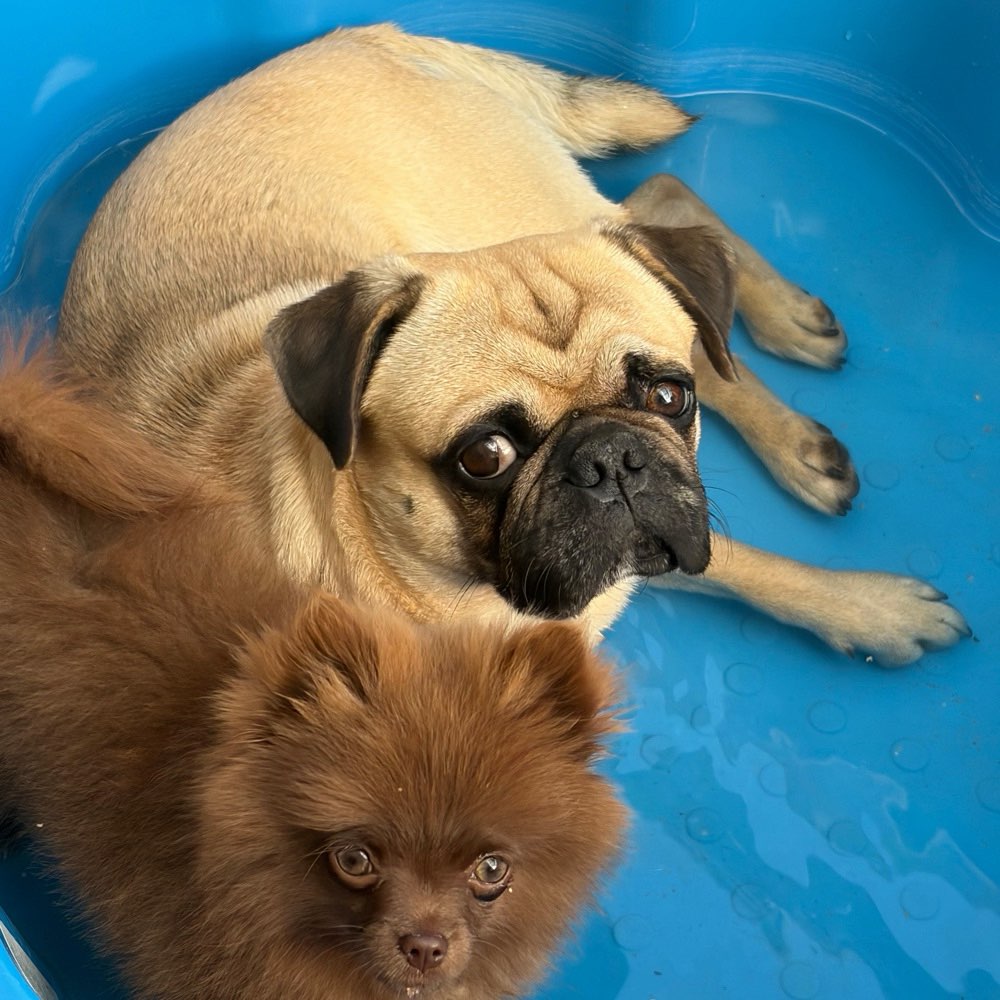 Hundetreffen-Gemeinsame Spaziergänge/Spieltime-Profilbild