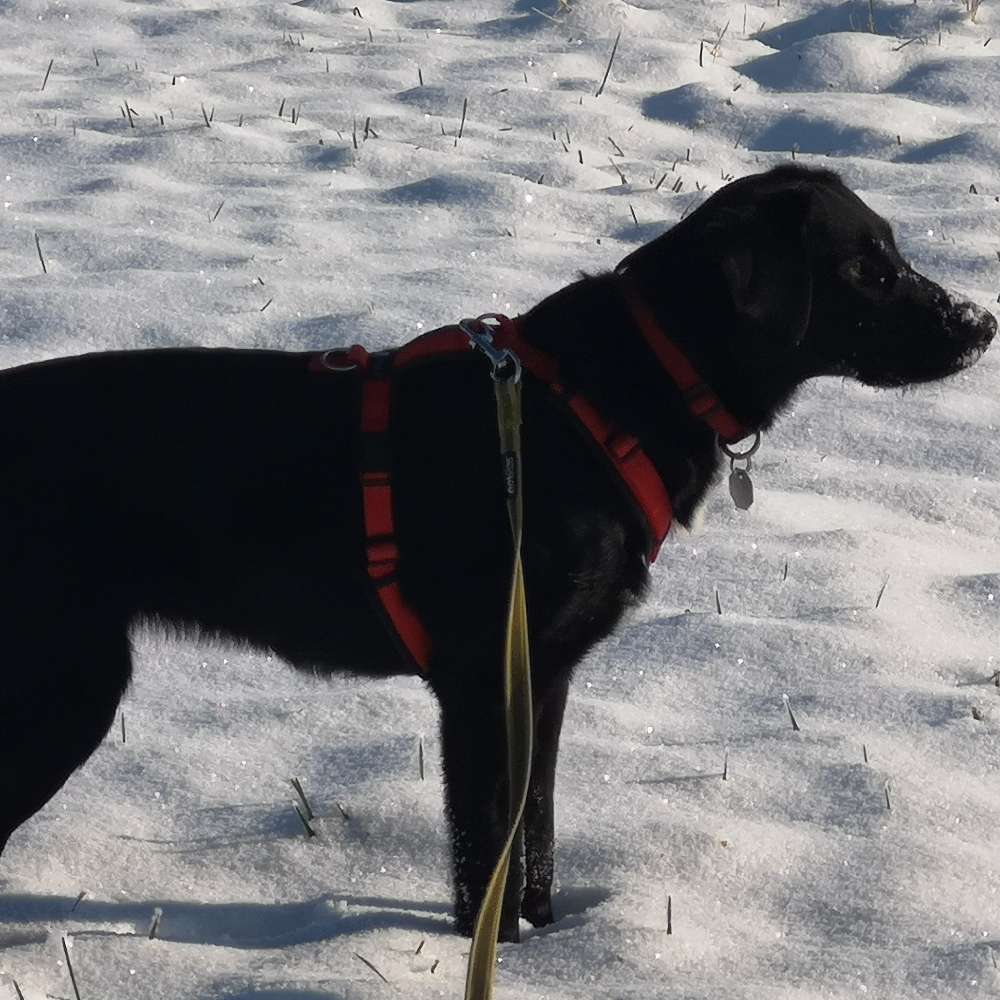Hundetreffen-Freies Spielen alle paar Tage-Profilbild