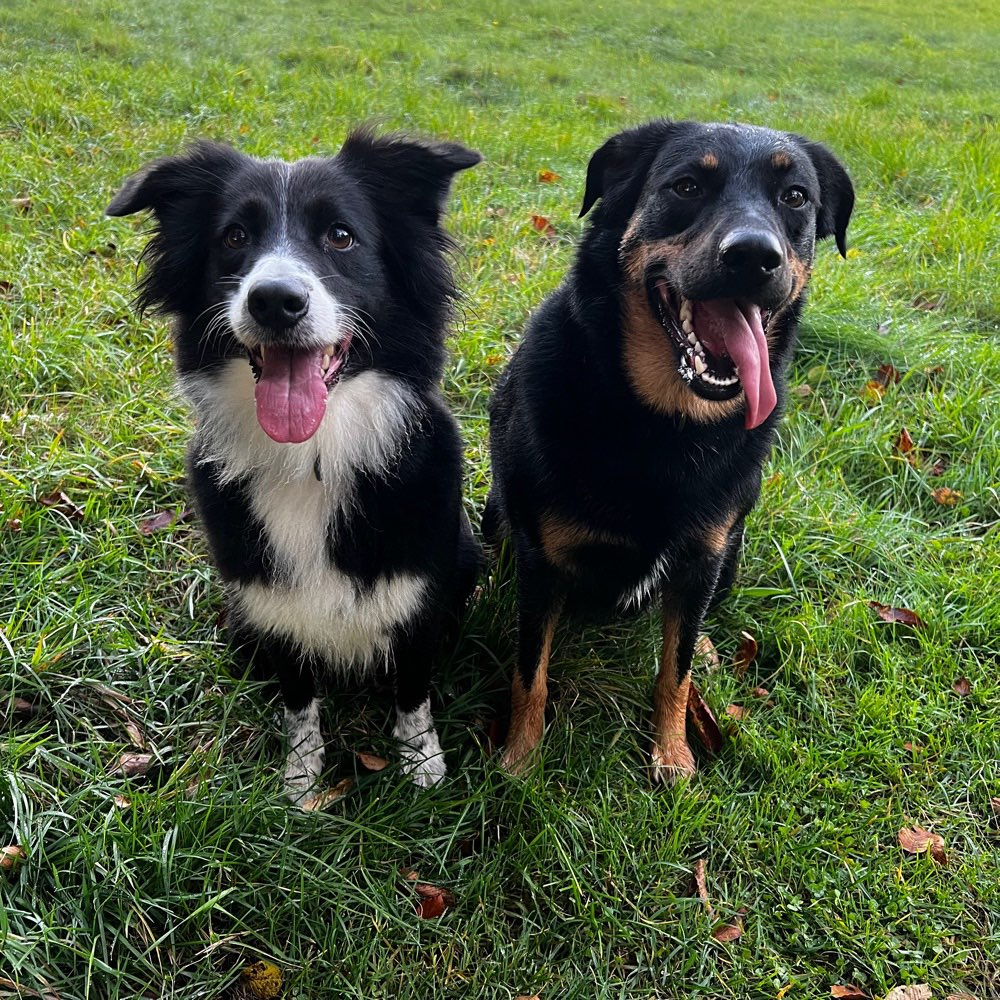 Hundetreffen-Gassi / Spielen / Training-Profilbild