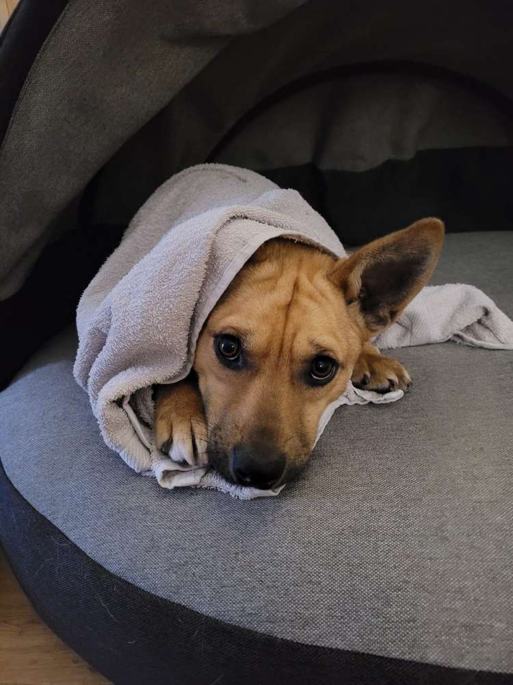 Hundetreffen-Junghunde-Spielrunde in der Eidelstedter Feldmark-Profilbild
