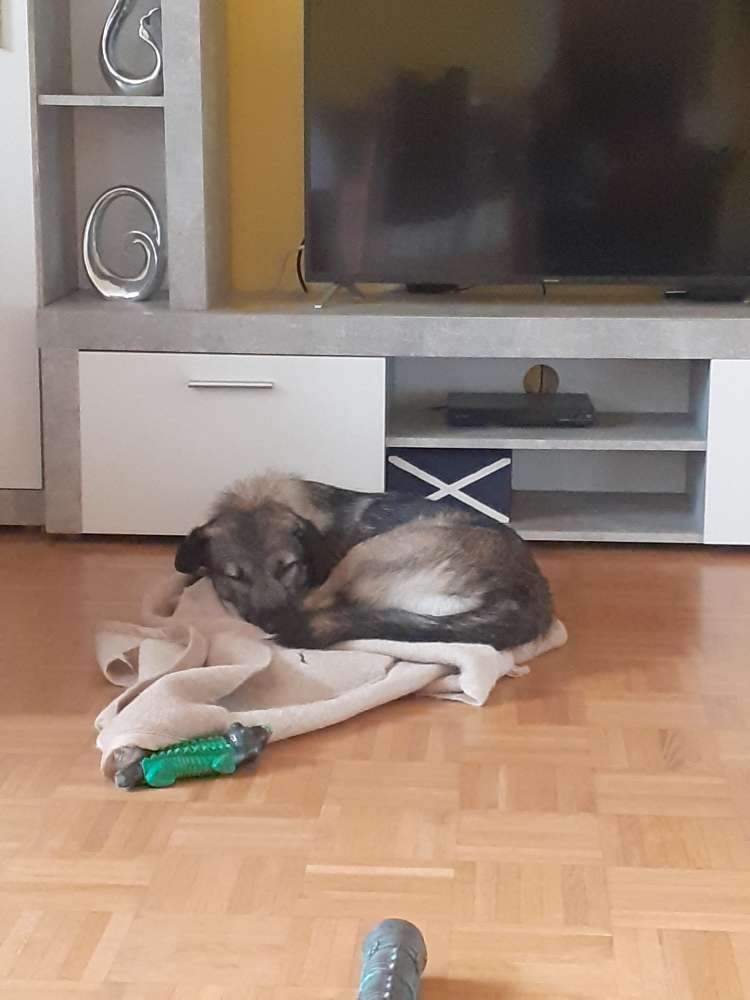 Hundetreffen-Spielgefährten gesucht-Profilbild