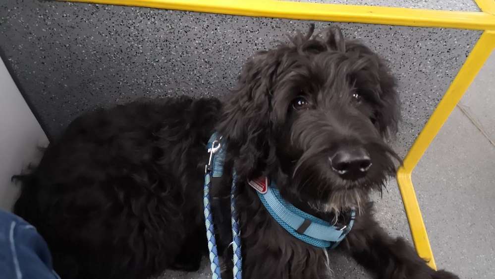 Hundetreffen-Spielpartner gesucht-Profilbild