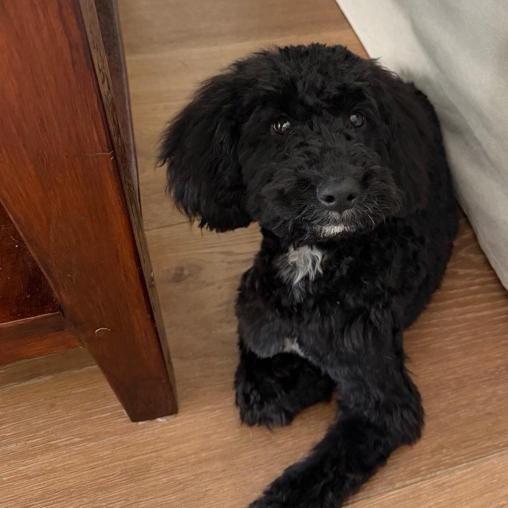 Hundetreffen-Spielpartner gesucht 🐾-Profilbild