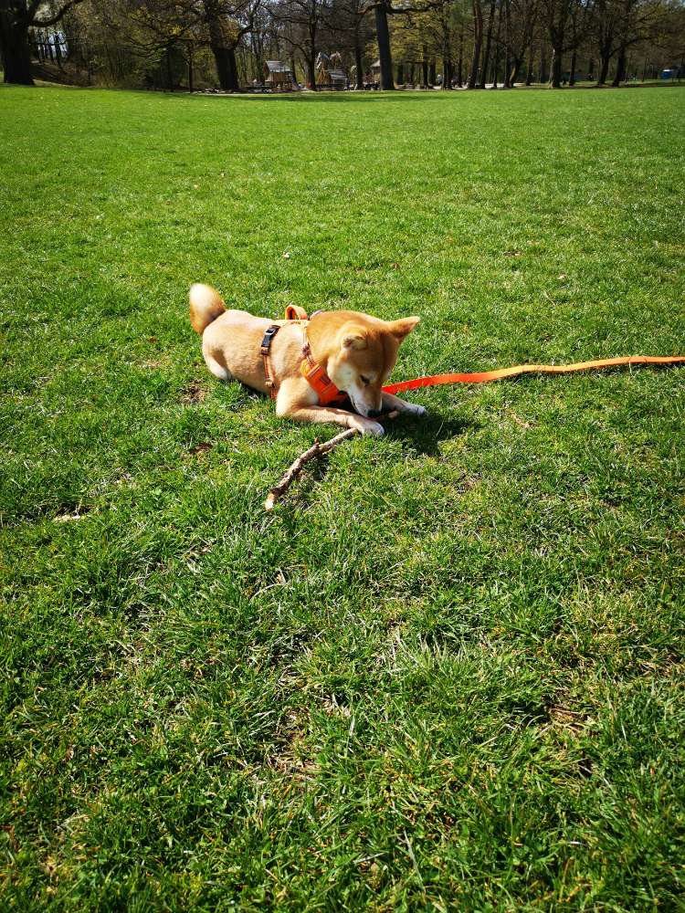 Hundetreffen-Spiel buddies gesucht-Profilbild