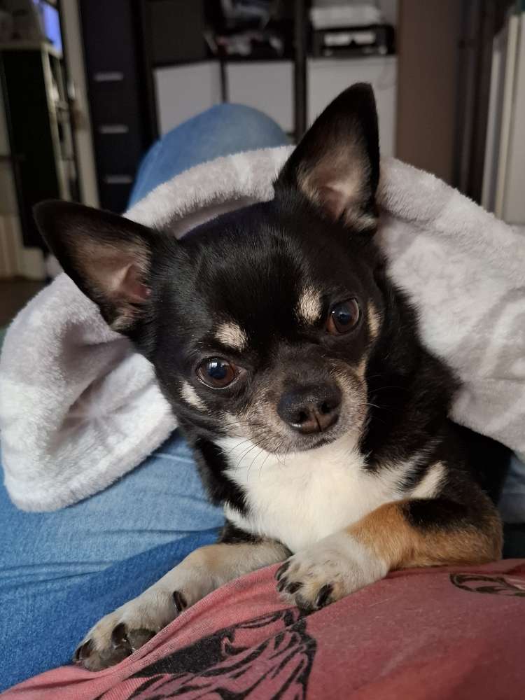Hundetreffen-Chihuahua Treffen Weißkirchen-Profilbild