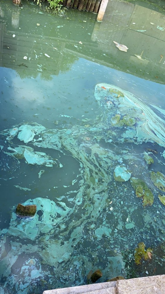 Giftköder-Blaualgen-Profilbild