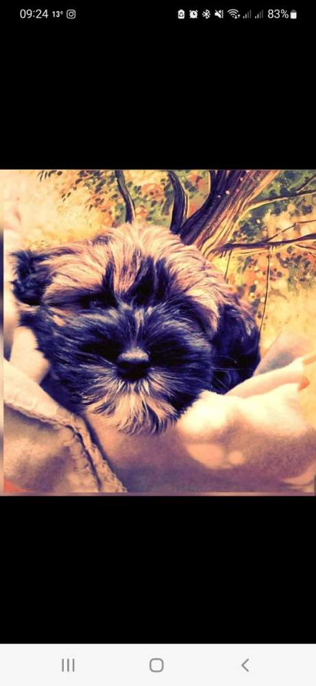 Hundetreffen-Spieldate kleine Hunde-Profilbild