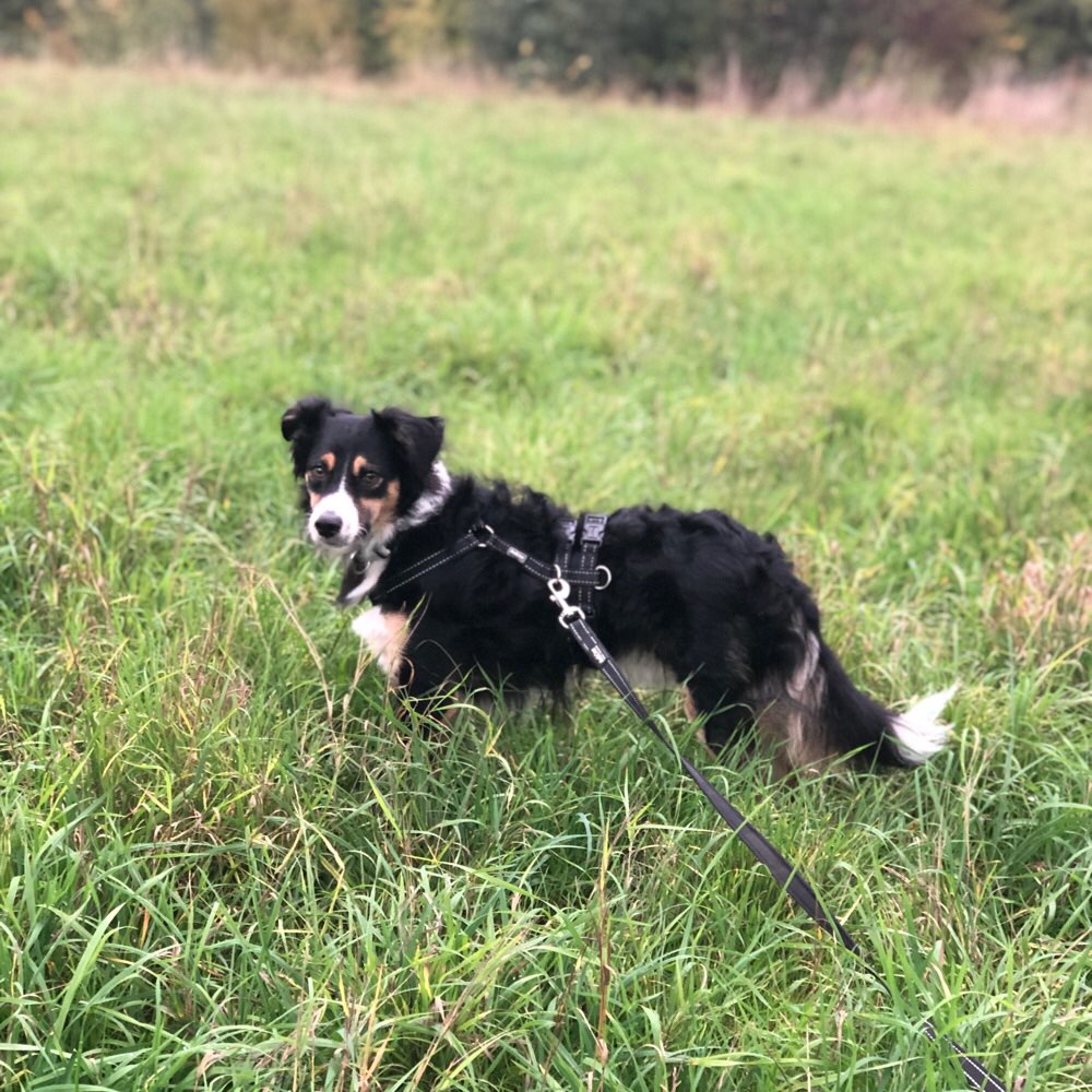 Hundetreffen-Social Walk-Profilbild