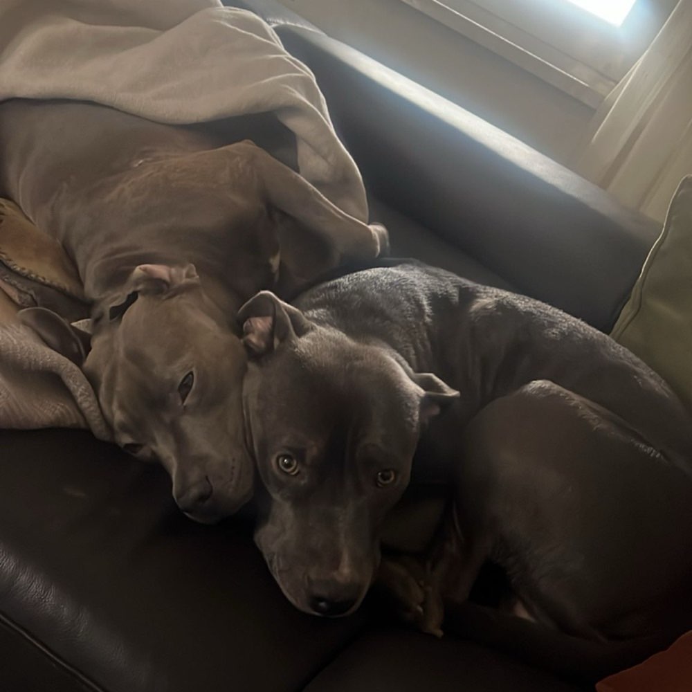 Hundetreffen-Hundetreff Hundewiese Mörfelden-Walldorf-Profilbild