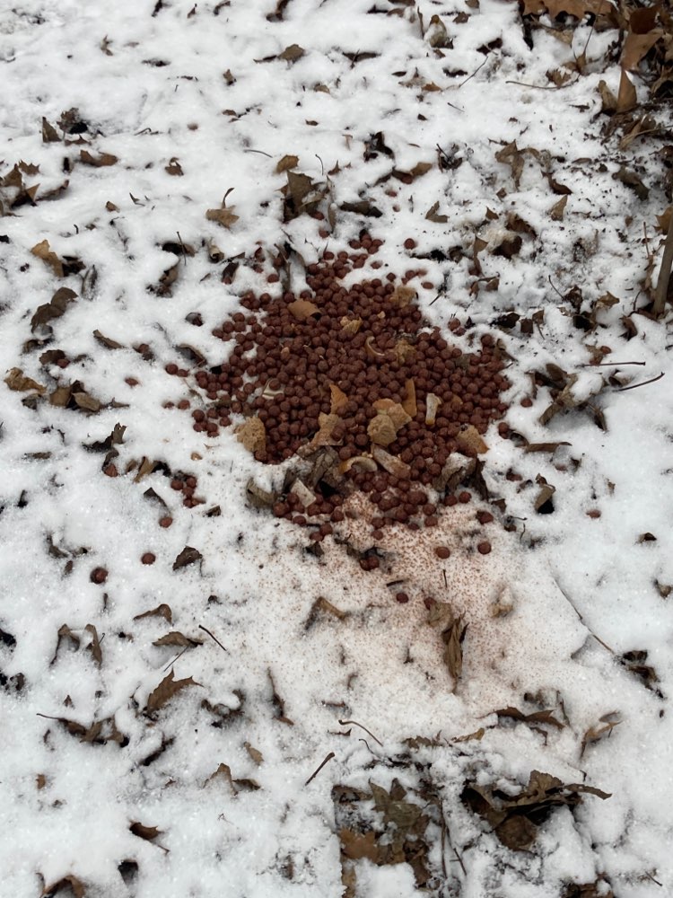 Giftköder-Ausgelegte Schoko Cerealien, Brot, Speck-Profilbild