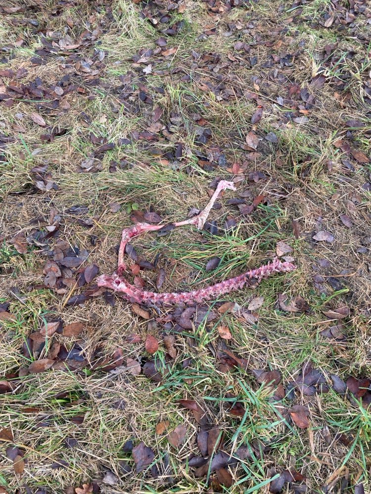 Giftköder-Knochen Überreste Aubach Hecklingen-Profilbild
