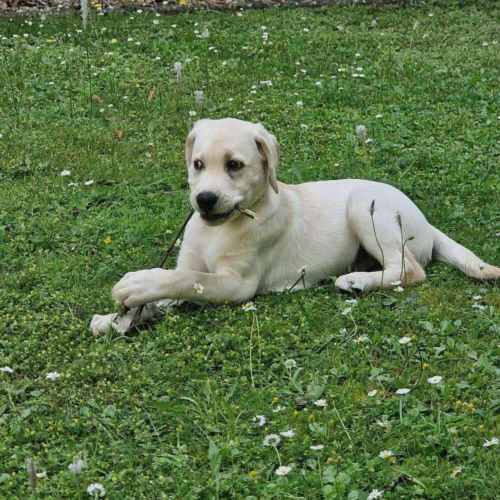 Hundetreffen-Böblingen  mein 3 monate alter Labbi freut sich über Spielkameraden-Profilbild