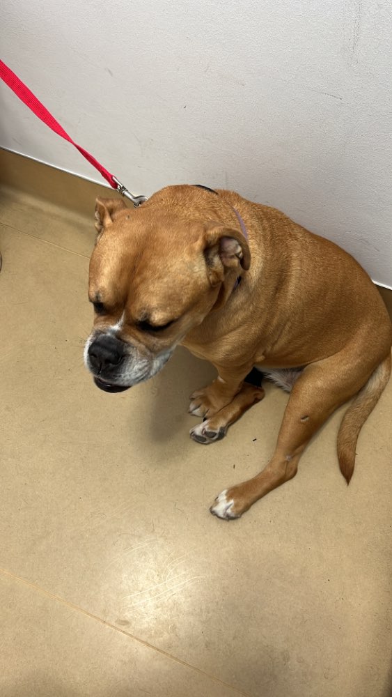 Giftköder-Giftköder-Profilbild