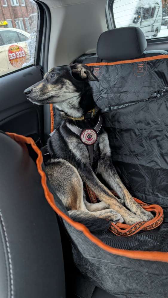 Hundetreffen-Spaziergang ohne Spiel ☺️-Profilbild