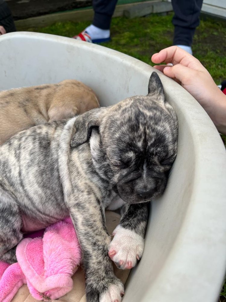 Hundetreffen-Welpe sucht entspannte Erstkontakte-Profilbild