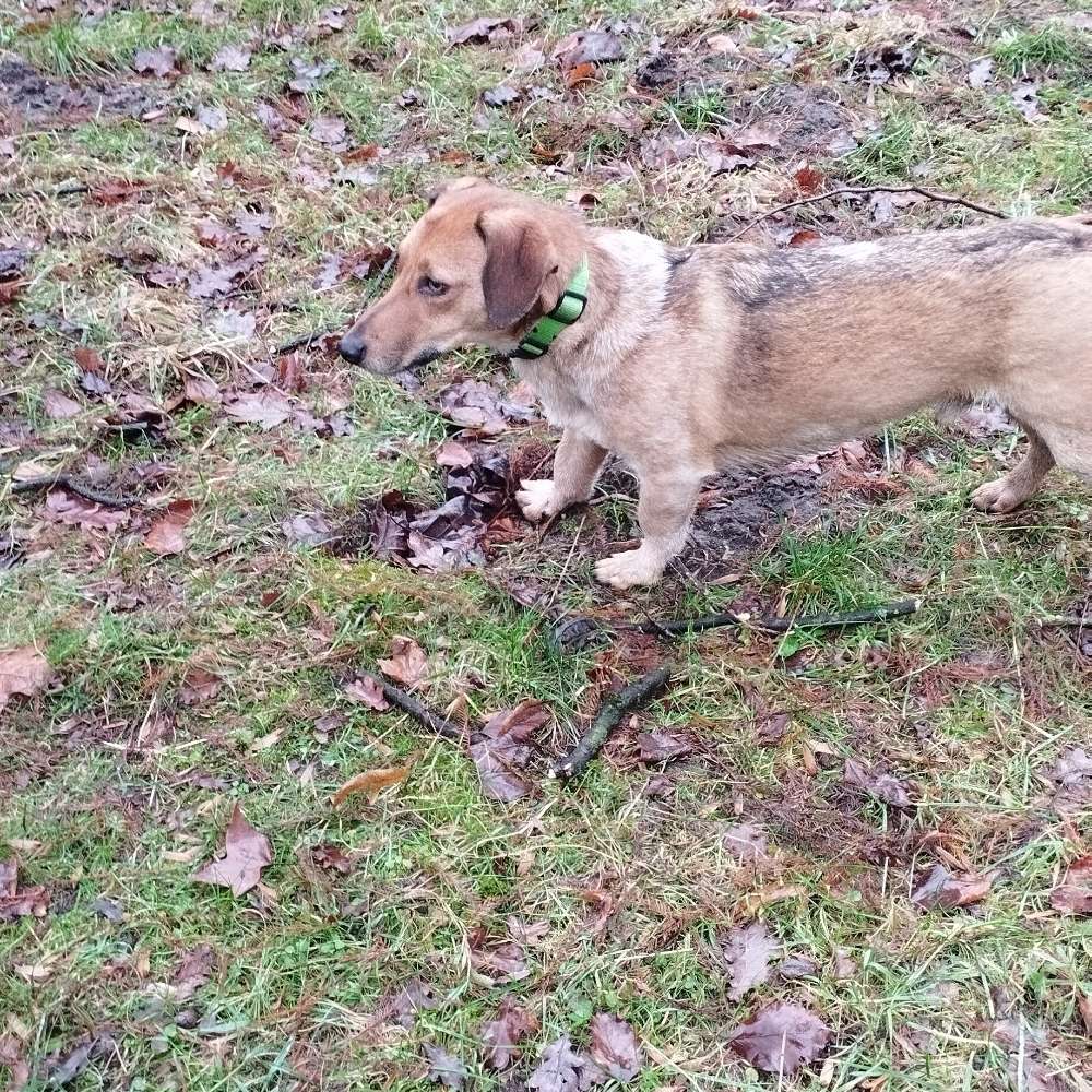 Hundetreffen-WhatApp Gruppe Pelle-Profilbild