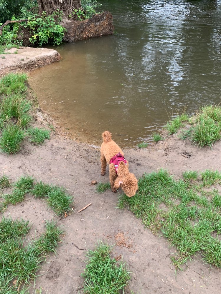 Hundetreffen-Kleine Hunde Runde-Profilbild