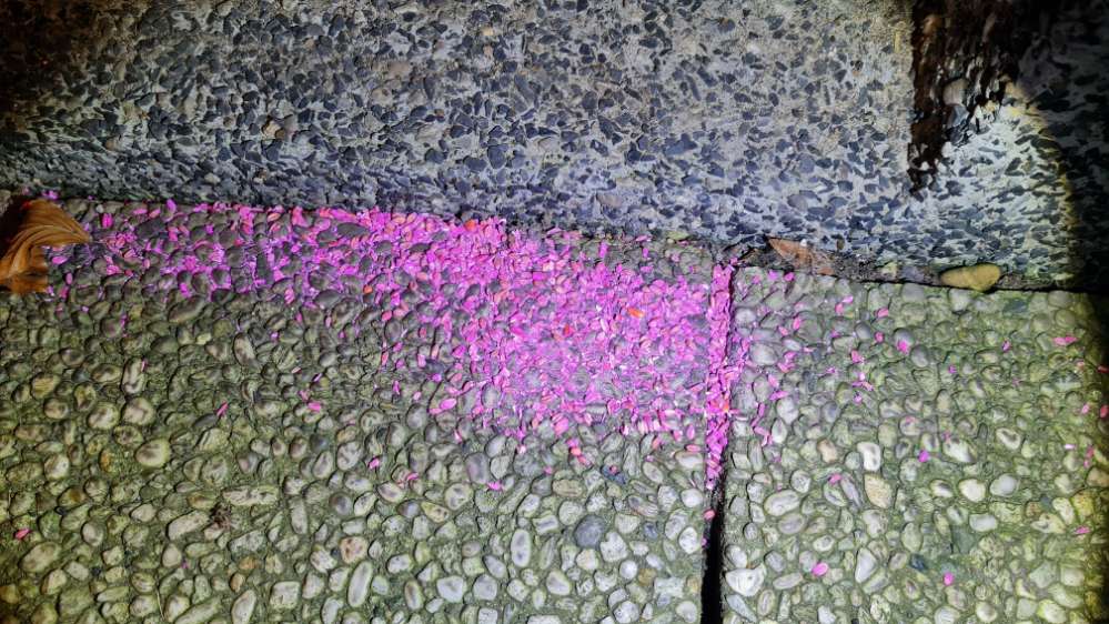 Giftköder-Rattengift-Profilbild