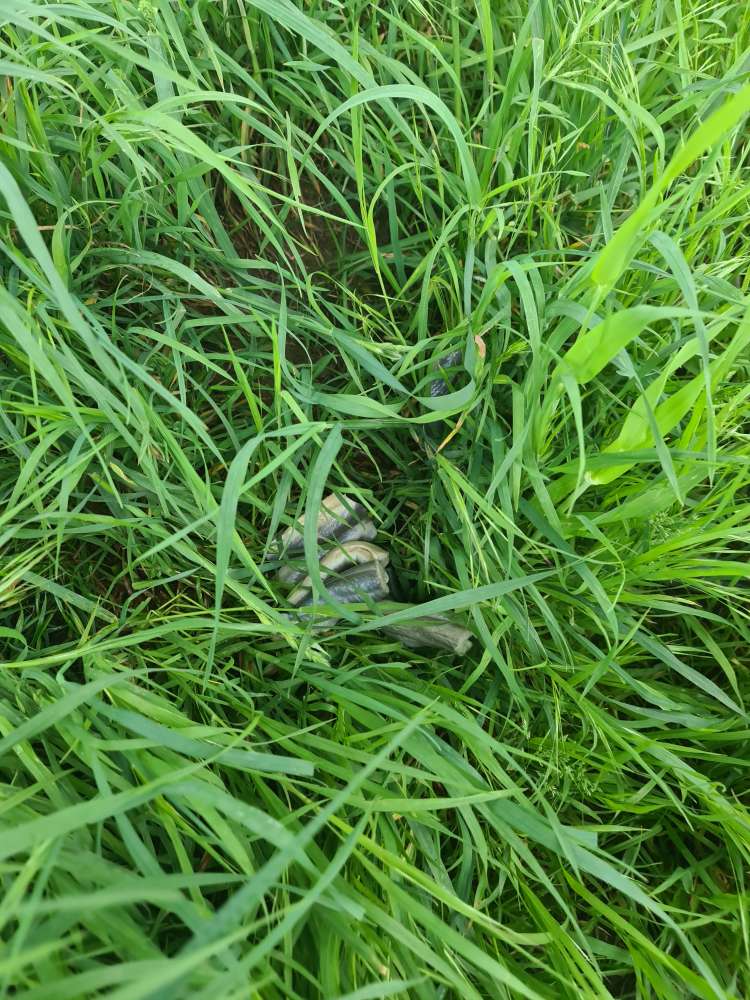 Giftköder-Eventuell Giftköder gefunden-Profilbild