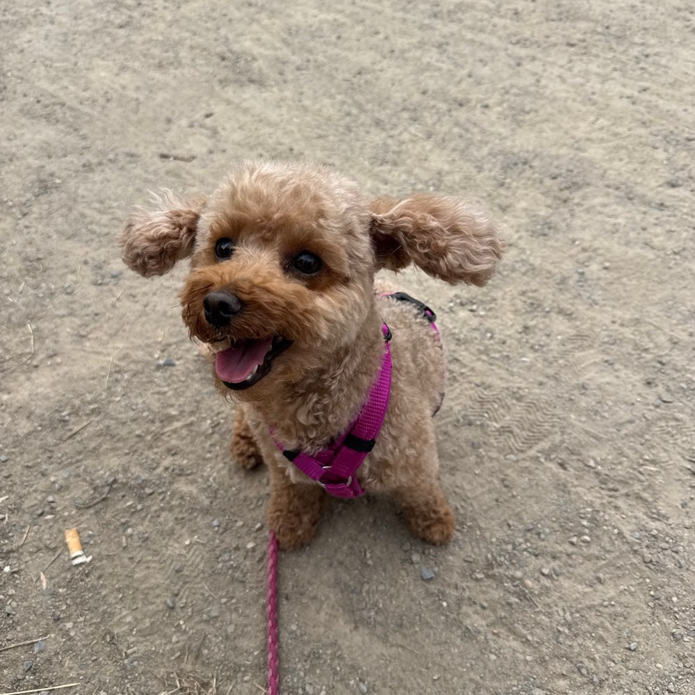 Hundetreffen-Regelmäßige social walks-Profilbild