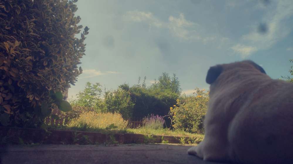 Giftköder-Giftköder-Profilbild