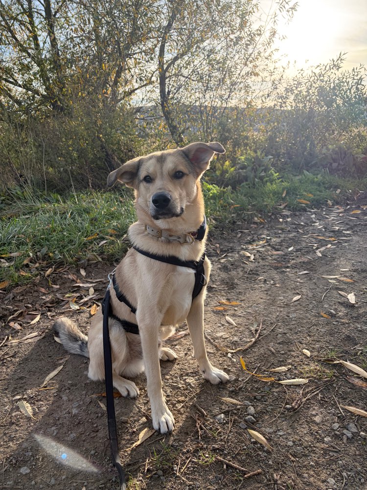 Hundetreffen-Hundekontakte und gemeinsame Spaziergänge gesucht🤍🐕-Profilbild