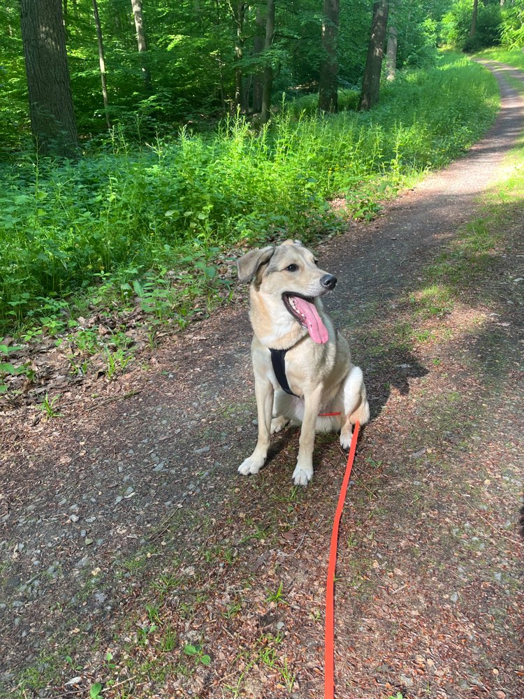 Hundetreffen-Hundekontakte/Spaziergänge-Profilbild